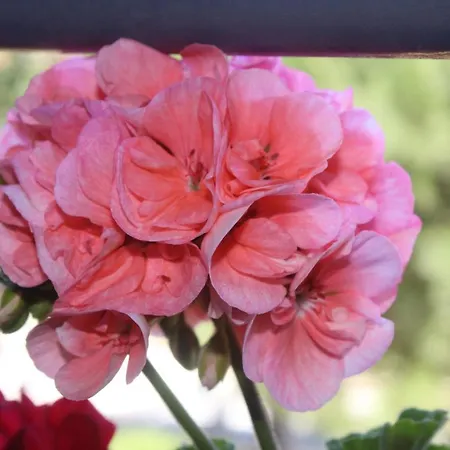 Marina Park Apartamento *